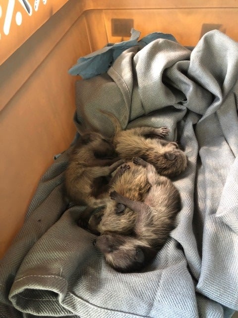 Baby Raccoons Sleeping in a Box